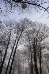 Bare deciduous trees in autumn cold weather