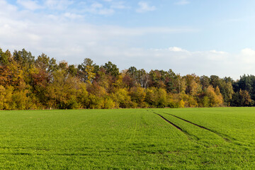 Fototapeta premium Autumn foliage on trees in Europe