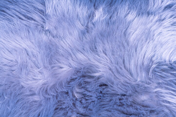 Blue fur texture top view. Blue or lilac sheepskin background. Fur pattern. Texture of blue shaggy fur. Wool texture. Sheep fur close up