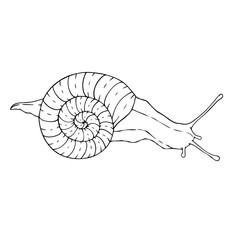 Line sketch, coloring of a crawling snail. Vector graphics.