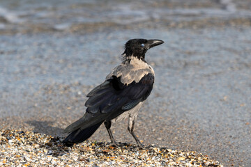 Close up photo of a Corvus crow on the seashore