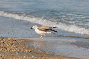 Seagull on the beach