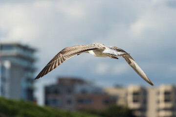 Seagull in flight