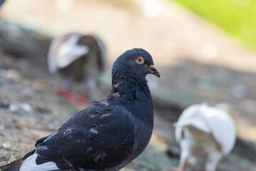 Pigeon in the park