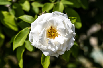 white and yellow flower
