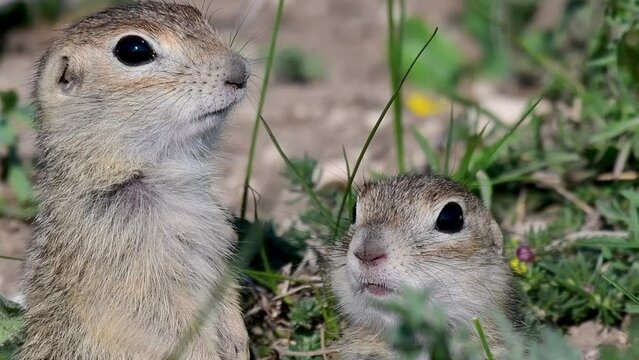 Ground squirrel Spermophilus pygmaeus standing in the grass. Close up.