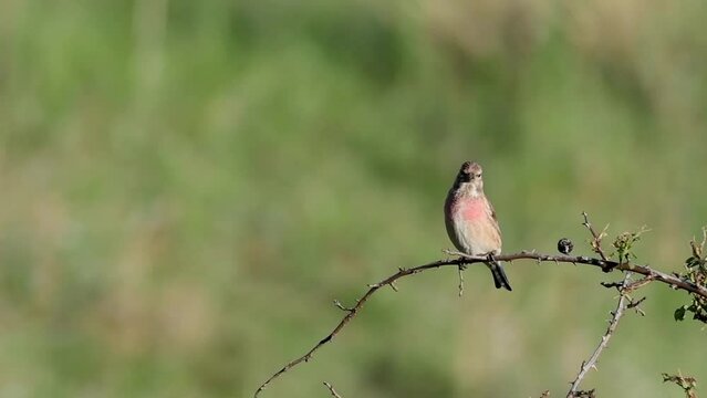Common linnet Linaria cannabina in the wild. Linnet bird sits on a branch of a bush, on a green background.
