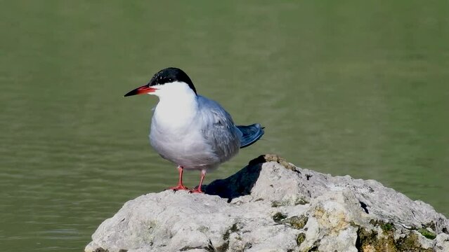 Common Tern - Sterna hirundo. A bird cleans its feathers standing on a rock in the river.