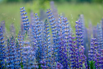 Lupinus, lupin, lupine field with pink purple and blue flowers. Bunch of lupines summer flower background - 569670953