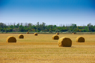 The rolls of straw in the summer