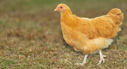 Bright orange chicken hen