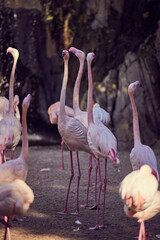Pink flamingos near rocks and trees