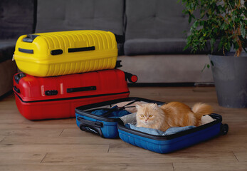 Travel concept with funny cat sitting on suitcase. life with animals concept - wanderlust people...