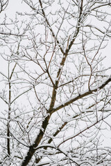 Tree with white snow on the branches. Photography, beautiful winter nature.