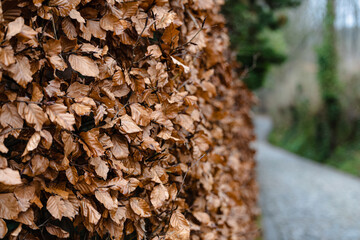 Close-up of a Vibrant Living Fence with Yellow Leaves