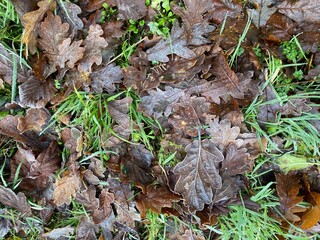 Closeup of frosted dead leaves on grass.