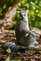A young gray lemur sits on the ground