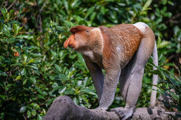 Family of wild Proboscis monkey or Nasalis larvatus, in the rainforest of island Borneo, Malaysia, close up