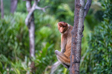 Family of wild Proboscis monkey or Nasalis larvatus, in the rainforest of island Borneo, Malaysia, close up