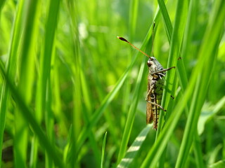 a close up of a yellow, green, brown grasshopper on a blade of grass, perfect lightning,