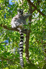 A young lemur sits in a tree alone. The striped tail hangs.