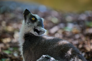 A young gray lemur lifted its head and looked up. Close-up