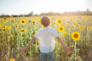 Little cute boy 8 years old in a sunflower field. Portrait of a happy child. Summer.