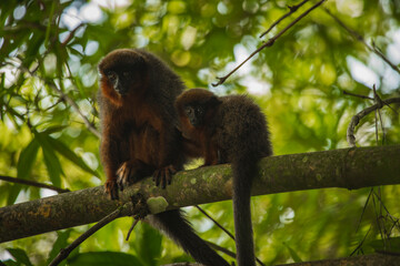 Wildlife of Tambopata National Reserve, Madre de Dios - Peru
