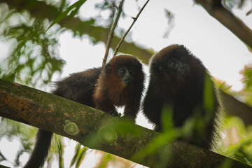 Wildlife of Tambopata National Reserve, Madre de Dios - Peru