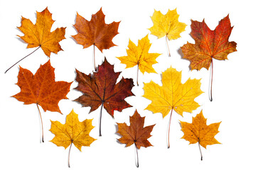 Naklejka na ściany i meble Colorful autumn maple leaves isolated on a white background