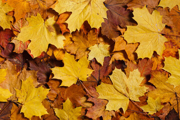 Naklejka na ściany i meble Colorful background of autumn maple leaves. Warm colors of autumn.