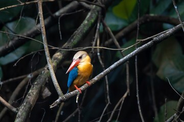 Stork billed kingfisher, Pelargopsis capensis