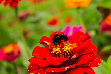 Uma flor vermelha vibrante, com uma abelha mamangava preta em um jardim florido, com fundo desfocado. 