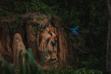 Wildlife of Tambopata National Reserve, Madre de Dios - Peru