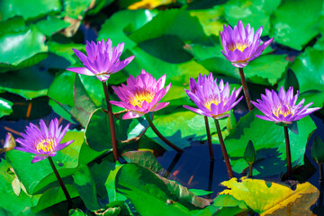 A top view of the blossom of beautiful pink lotus flowers and leaves in the pond