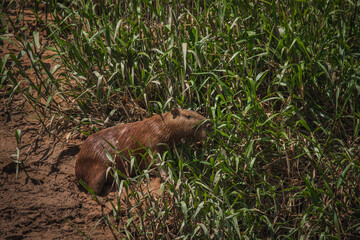 Wildlife of Tambopata National Reserve, Madre de Dios . Peru