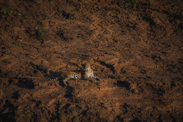 Wildlife of Tambopata National Reserve, Madre de Dios - Peru