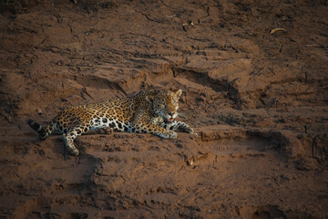 Wildlife of Tambopata National Reserve, Madre de Dios - Peru © christian