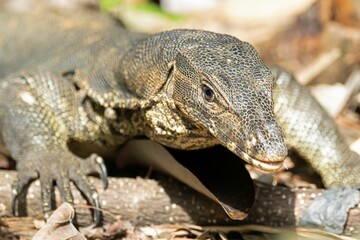 Portrait of an Asian water monitor, Varanus salvator