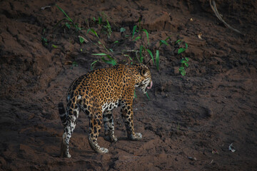 Wildlife of Tambopata National Reserve, Madre de Dios - Peru