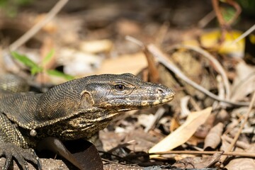 Portrait of an Asian water monitor, Varanus salvator