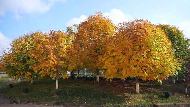 trees with yellow leaves sway