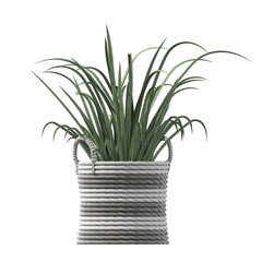 decorative flowers and plants for the interior, isolated on white background, 3D illustration, cg render