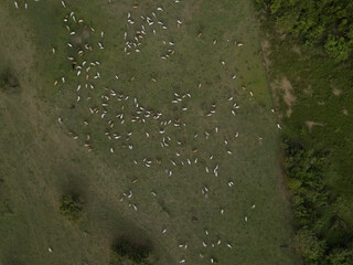 A lot of cows top view Dominican Republic birds view