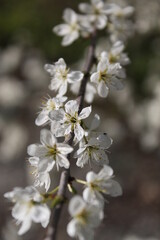 Obraz premium blooming in spring