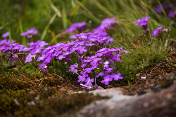 Early spring flowers. New life in colorful fields. Nature well being concept.