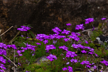 Early spring flowers. New life in colorful fields. Nature well being concept.