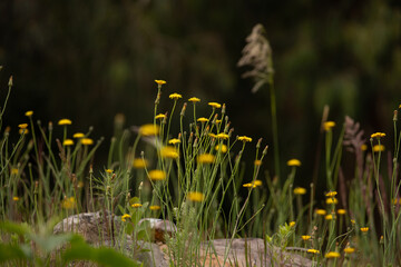 Early spring flowers. New life in colorful fields. Nature well being concept.