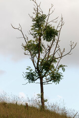 Laubbaum in der Eifel, Ahrh&uuml;tte, Nordrhein-Westfalen, Deutschland