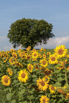 Sonnenblumenfeld in der Eifel, Rheinland-Pfalz, Deutschland